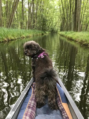 a dog sitting in a canoe in the water at Urlaub am Plätlinsee Haus Rike in Wustrow