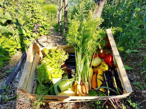 a box full of vegetables in a garden at La Ferme De Chalas in Valgorge