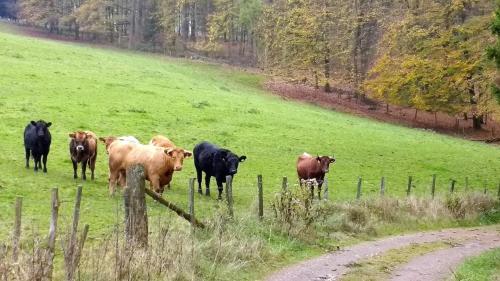 a herd of cows standing in a field at Bambi in Eslohe