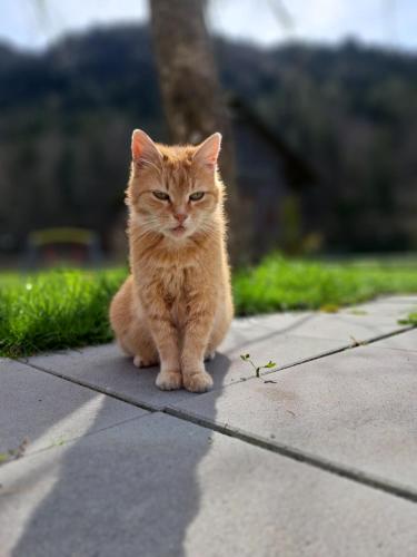 an orange cat is sitting on a sidewalk at Prentnergut in Hinterstoder