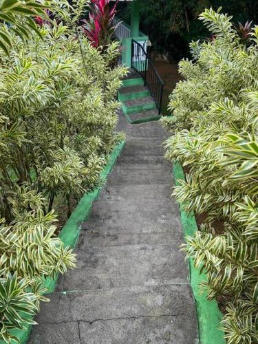 a garden with green plants and a walk way at Villa Don Manuel in Villa Altagracia
