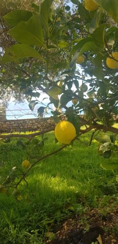a lemon tree with lots of fruits on it at Filoxenia Residence in Palasë