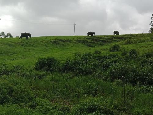 three elephants grazing on a hill in a field at View Valley Homestay in Munnar
