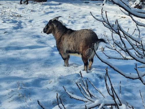 a goat standing in the snow at A la casa de papel in Neuilly-sous-Clermont