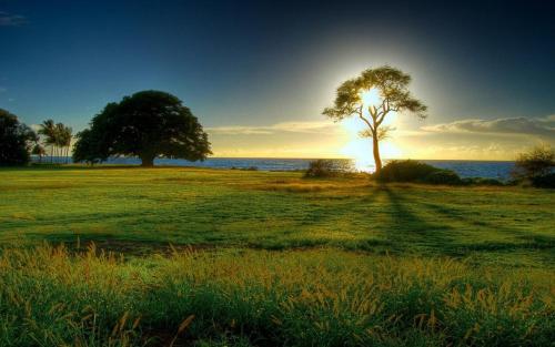 Un árbol en un campo con el sol detrás. en Maceio Ponta Verde, en Montevideo