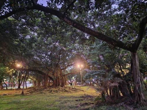 un grupo de árboles en un parque por la noche en Departamento Cali moderno, en Cali