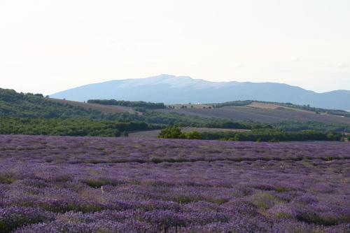 a field of purple flowers with mountains in the background at Mas Coeur Provence Calme Beauté Grand Parc in Pernes-les-Fontaines