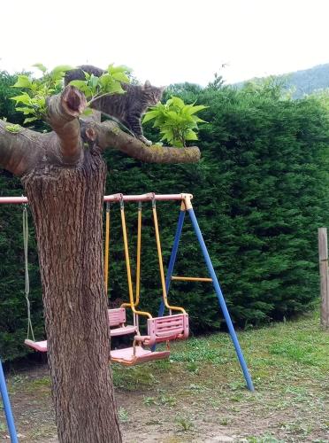 a cat is sitting on a swing in a tree at Agri BERTORELLA in Cuneo