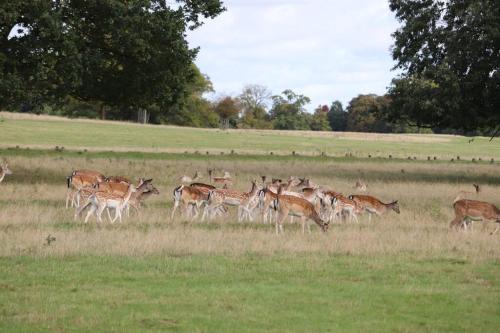 un troupeau de cerfs dans un champ d’herbe dans l'établissement Neat, bright, and convenient., à Londres