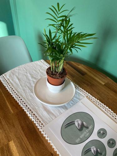 Attico White Rabbit photo 34