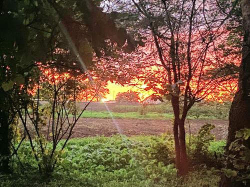 a sunset in a field with a tree in a field at The ranch apartments, en-suite rooms in Lusaka