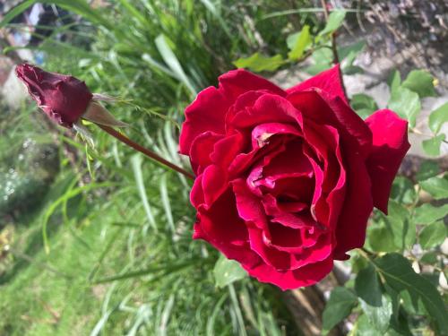 a red rose is shown with another red rose at Casa Descanso en el Campo con Hermosa Vista a los Farallones in Versalles