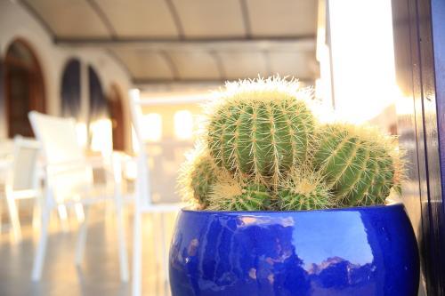 a cactus in a blue vase sitting on a table at Hotel Meli in Castelsardo