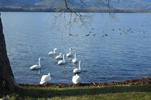 a group of white swans standing in the water at Kussharoko Sauna Club in Teshikaga