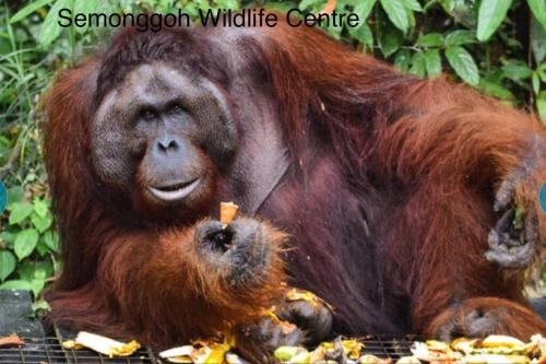 an orangutan laying on a grate with food in its mouth at Riverbank Suite @ Waterfront KCH in Kuching