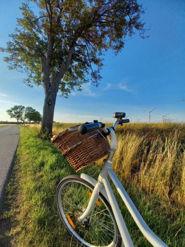 a bike with a basket parked next to a tree at Hotel Schloss Neetzow in Neetzow