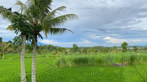 a palm tree in a field of green grass at Bungalow Pandan Dure in Selong