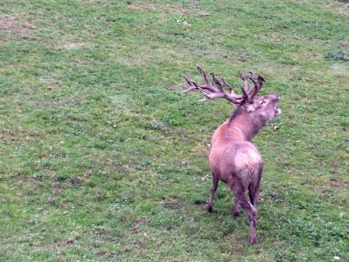 a red deer with antlers standing in a field at Apartment am Wolfgangsee in Strobl