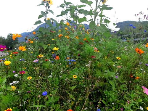 a field of flowers with a mountain in the background at Apartment am Wolfgangsee in Strobl