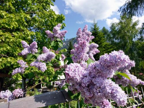 a bunch of purple lilacs on a fence at pensiunea Gabriela in Durau