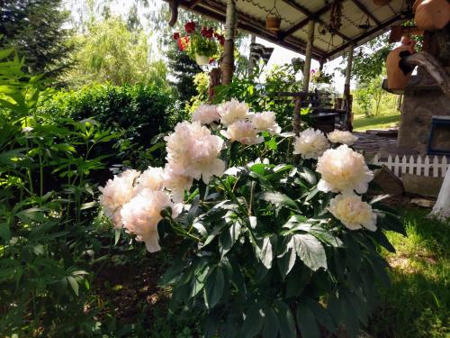 a bunch of pink flowers in a garden at pensiunea Gabriela in Durau