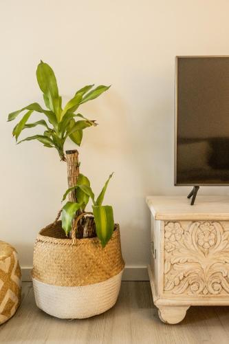 a potted plant sitting on a floor next to a tv at Clover House Tavira in Tavira
