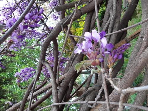 a tree with purple flowers growing in it at Casa Olimpia in Priocca