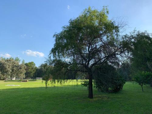 a tree in the middle of a green field at La Calma Casa Quinta - PISCINA, PARRILLA, WIFI - in Pilar