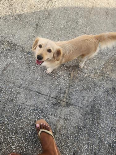 a brown dog standing next to a persons foot at Dunbar's Studio in Christ Church