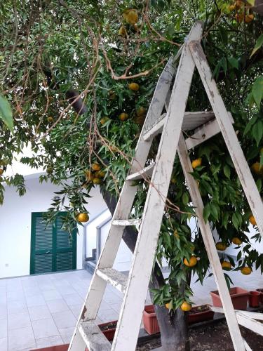 Zahrada ubytování Lemon Tree casa vacanze nel verde