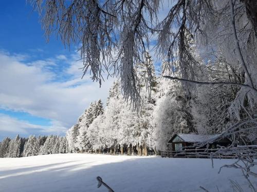 une cabine recouverte de neige à côté d'une forêt enneigée dans l'établissement Almhütte, à Waldenstein
