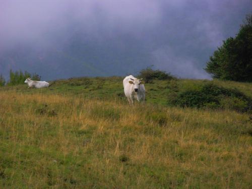 two cows standing on a grassy hill in a field at appartamento Colticciola Agriturismo Marche in Cagli