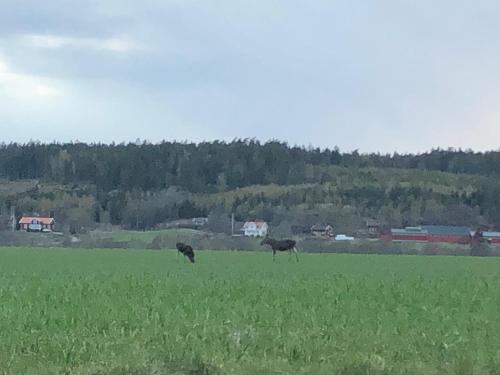 two horses standing in a field of green grass at Bergsviksvägen 5, Munkedal in Munkedal