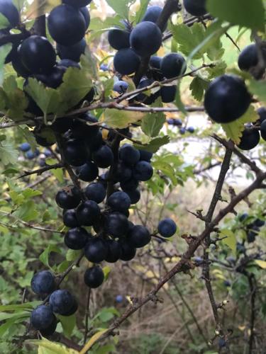 a bunch of black berries on a tree at Bergsviksvägen 5, Munkedal in Munkedal