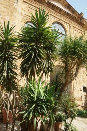 three palm trees in front of a building at Room in Villa Galletti Inguaggiato in Bagheria
