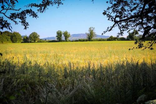 a field full of yellow flowers in a field at 5* Self Catering 1 Bed in Nenagh