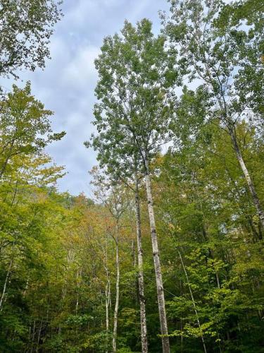 Gallery image of Rustic Cabin in Maine Woods-The Beech in North Lovell