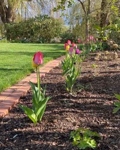 a row of tulips in a garden at Landhaus Lotten in Winsen Luhe