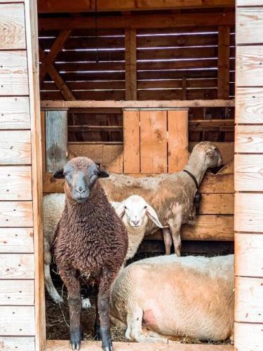 AGRITURISMO DAL PEROTIN – Photos 5