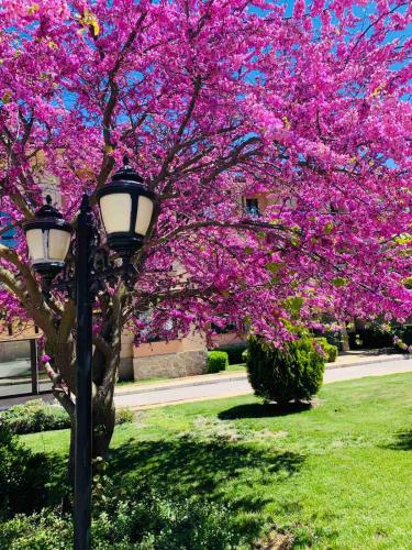 a tree with pink flowers next to a street light at Kaliakria Resort in Topola