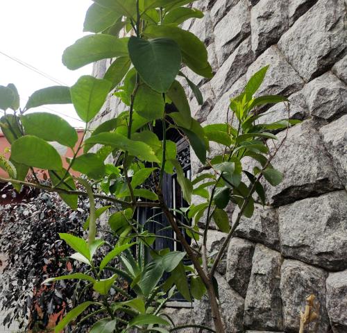 a plant is growing next to a stone wall at Mi Casa Wi-Fi e Garagem Grátis Próx Praia do Recreio in Rio de Janeiro