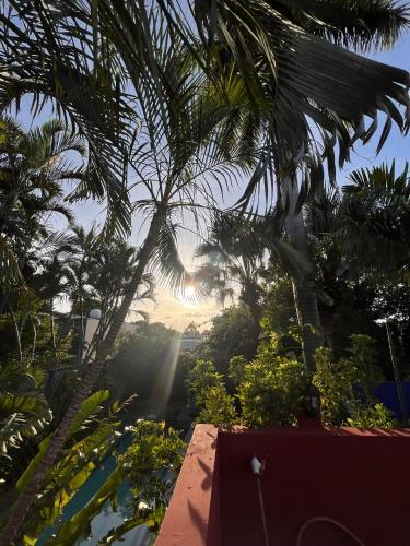 a view of the sun shining through palm trees at Casa Tres Colibries in Mérida