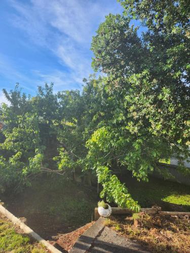 a tree in a yard next to a house at Quirky Villa Homestay in Whanganui
