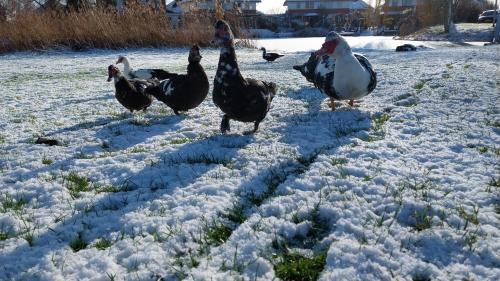 a group of chickens walking in the snow at Appartement Mijn Ouders Bed en Breakfast Emmeloord in Emmeloord