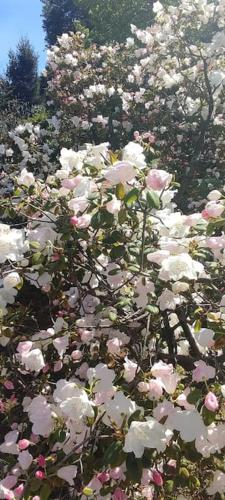 a bunch of pink and white flowers in a garden at Casa Baggino in Pistoia