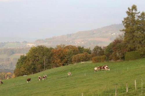 un troupeau de vaches herbivores sur un champ vert dans l'établissement Studio im Bauernhaus 4 Pers - b48568, à Chardonne