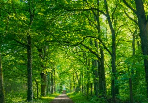 uma estrada de terra através de uma floresta com árvores em Appartement d'une chambre avec jardin amenage et wifi a Corbeil Essonnes em Corbeil-Essonnes