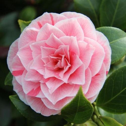 una flor rosa con hojas verdes en una planta en Casettina - b48822 en Minusio