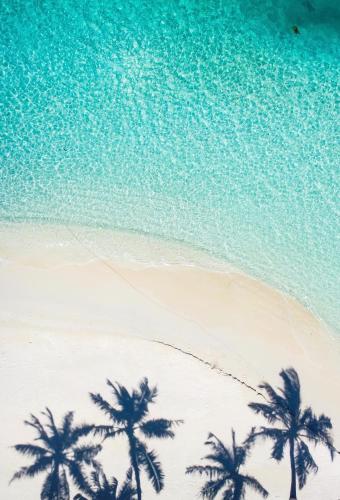 a shadow of palm trees on a beach at Avoca Inn in Hulhumale