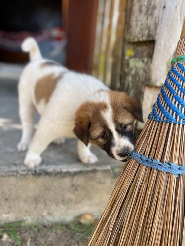 a brown and white puppy tied to a bench at Pai Kiniman Resort in Pai